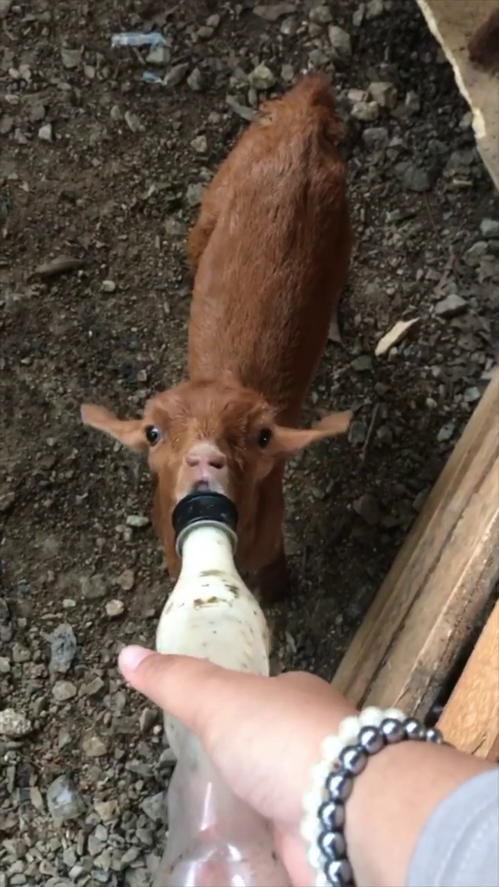 小山羊视频素材