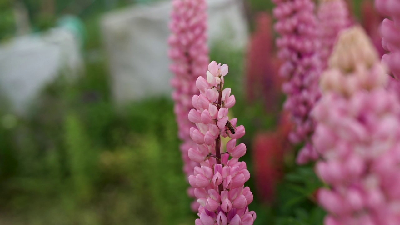 蜜蜂从花园里的花上采蜜视频素材