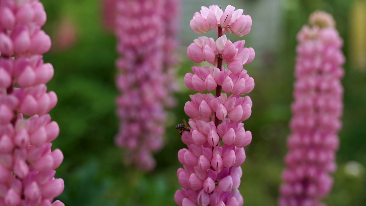 蜜蜂从花园里的花上采蜜视频素材