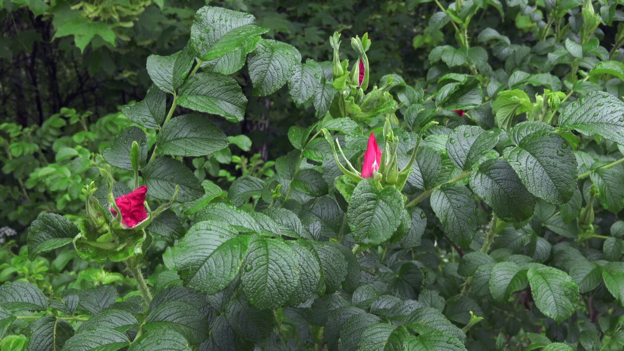 野玫瑰髋关节开花灌木视频素材