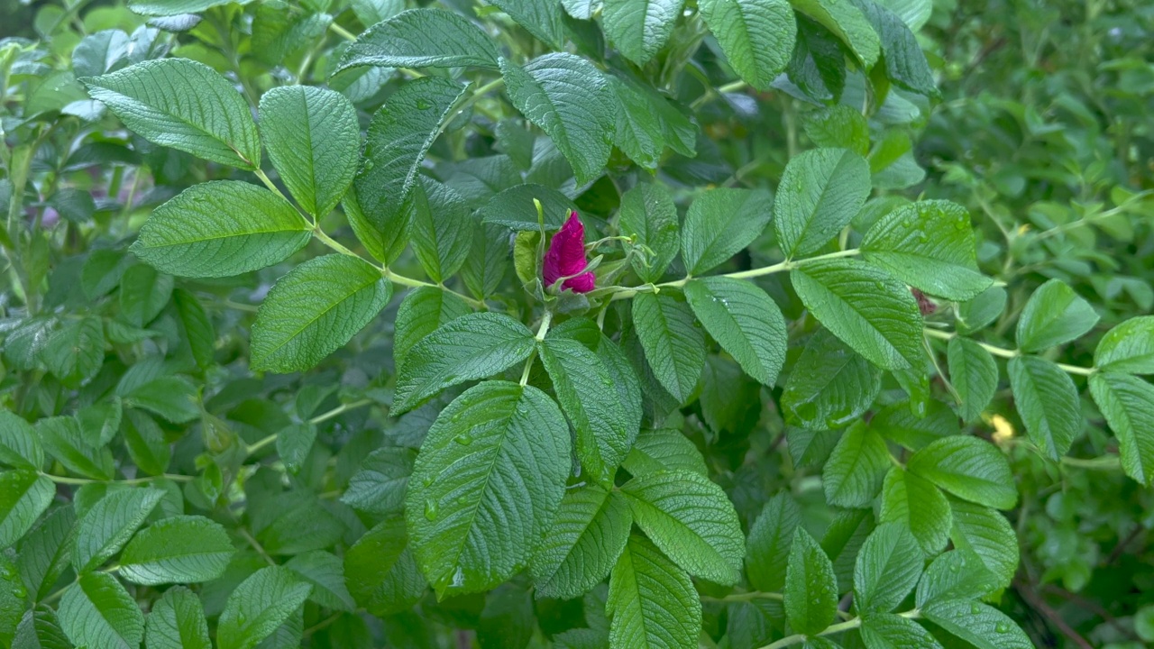 野玫瑰花朵视频素材