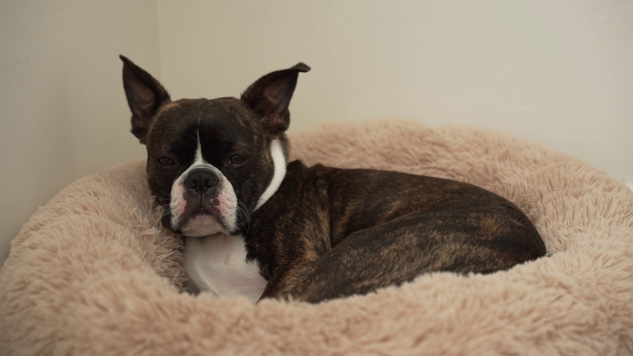 宠物波士顿梗狗在房间角落的狗床上睡着并打鼾视频素材