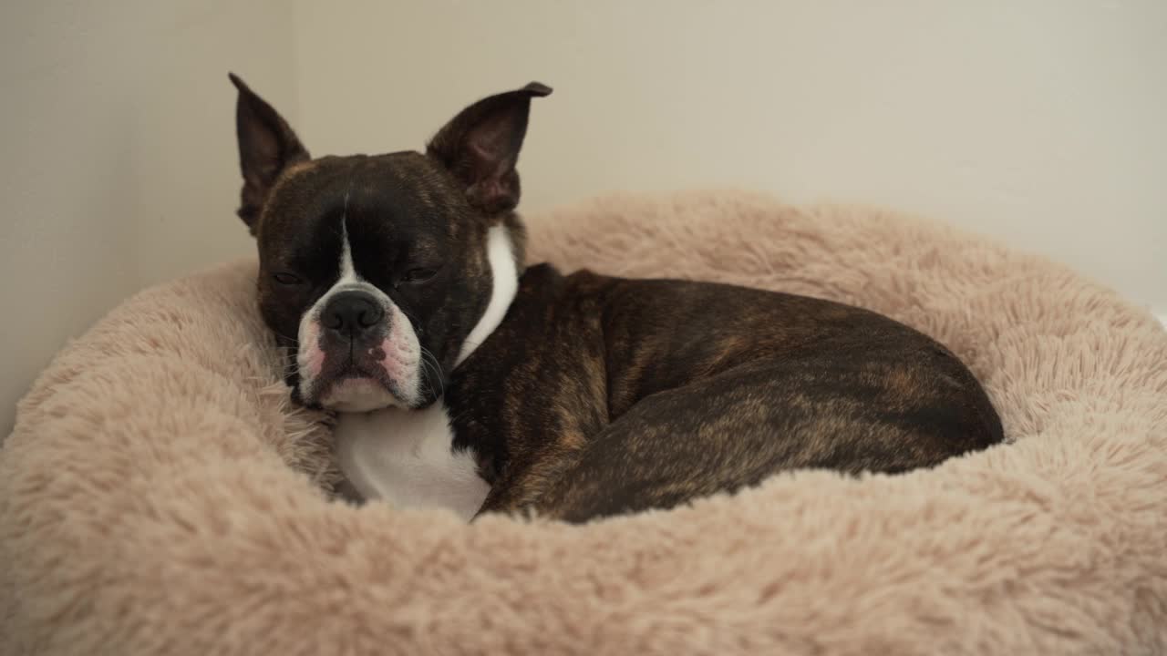 宠物波士顿梗狗在房间角落的狗床上睡着并打鼾视频素材