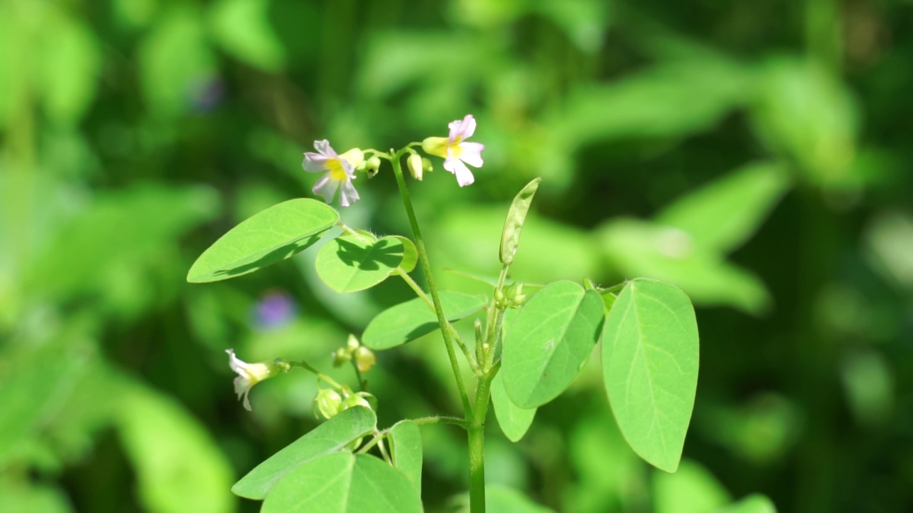 具有自然背景的草食植物(Calincing)。印尼人称之为calincing或bllimbingan视频素材