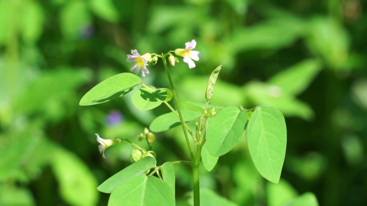 具有自然背景的草食植物(Calincing)。印尼人称之为calincing或bllimbingan视频素材