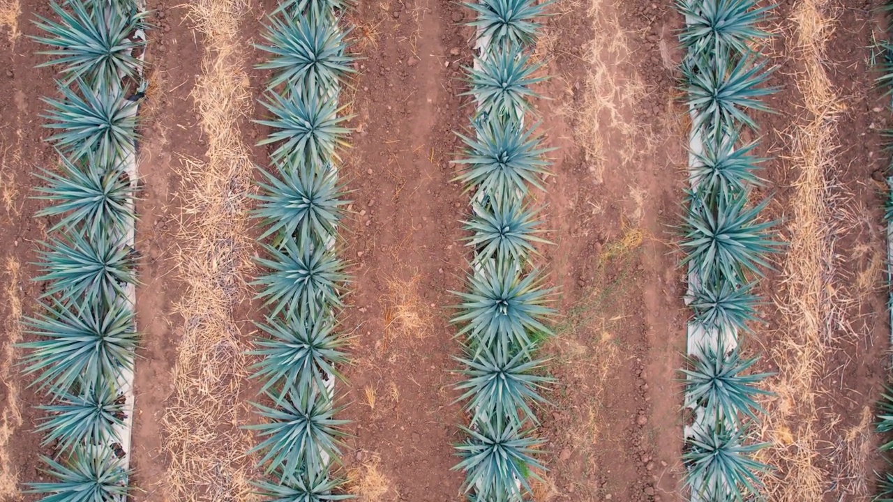 在蓝色龙舌兰种植园的田野上鸟瞰龙舌兰视频素材