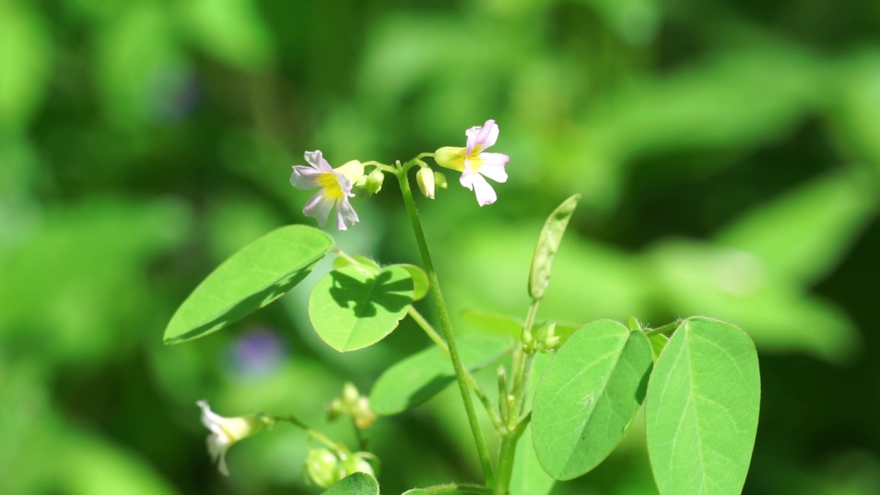 具有自然背景的草食植物(Calincing)。印尼人称之为calincing或bllimbingan视频素材