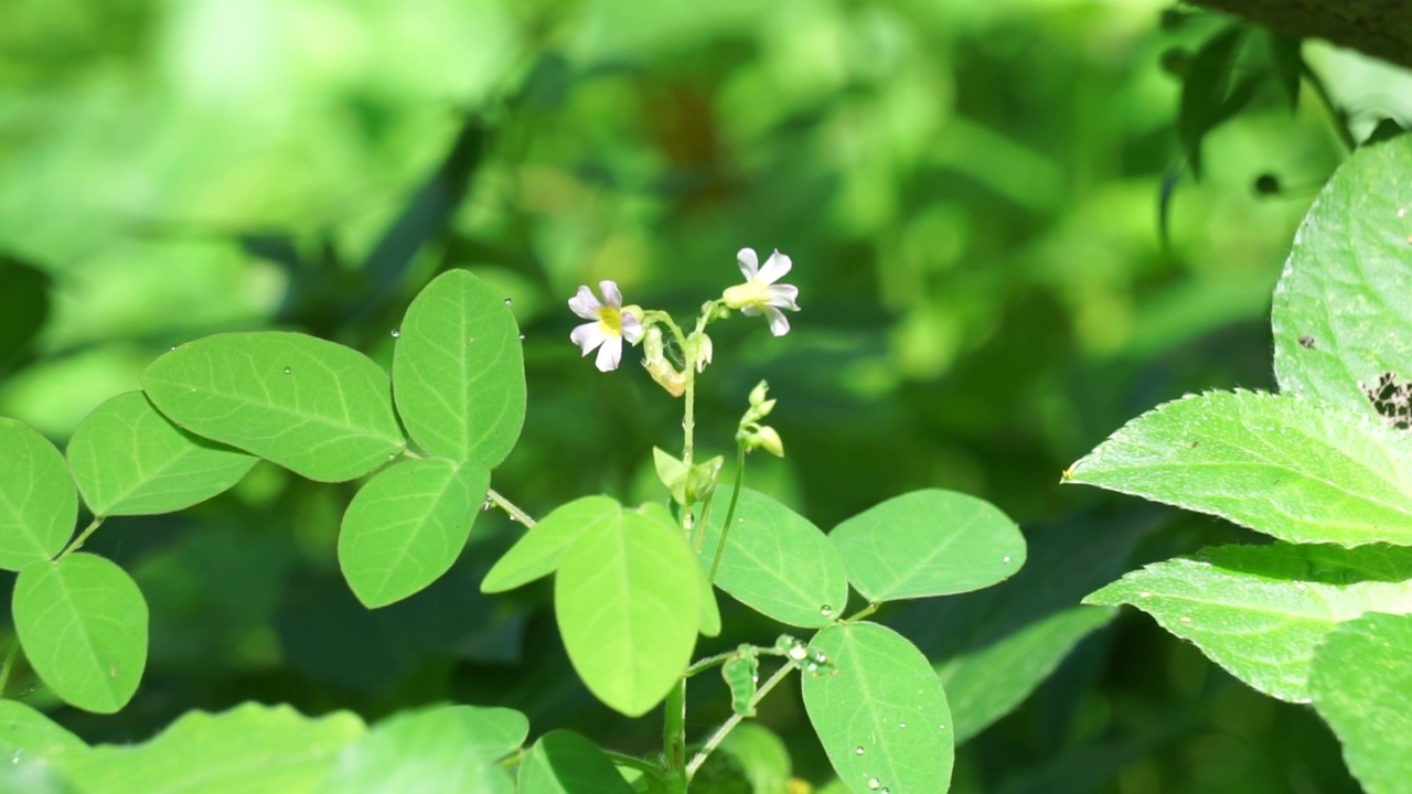 具有自然背景的草食植物(Calincing)。印尼人称之为calincing或bllimbingan视频素材