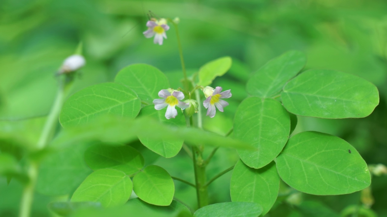 具有自然背景的草食植物(Calincing)。印尼人称之为calincing或bllimbingan视频素材