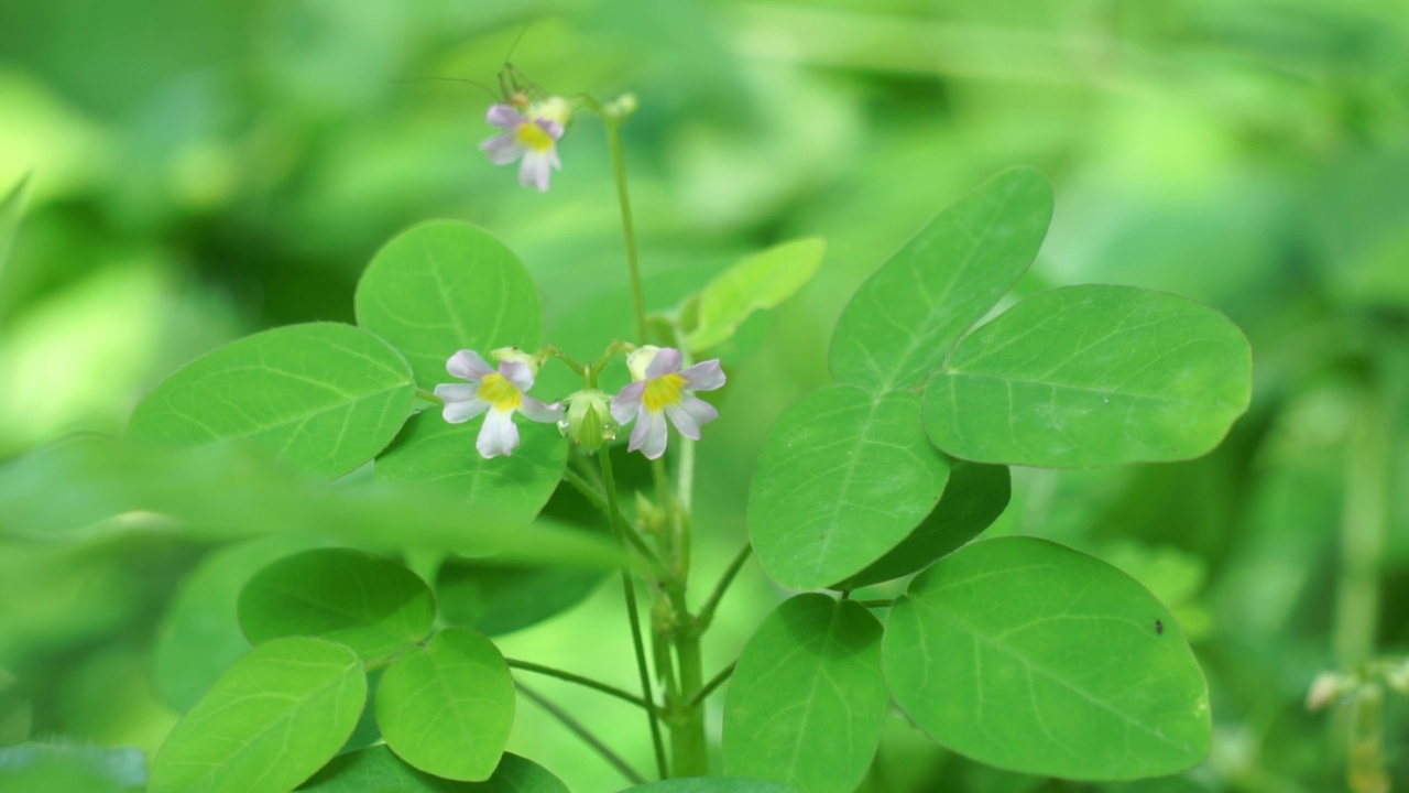 具有自然背景的草食植物(Calincing)。印尼人称之为calincing或bllimbingan视频素材