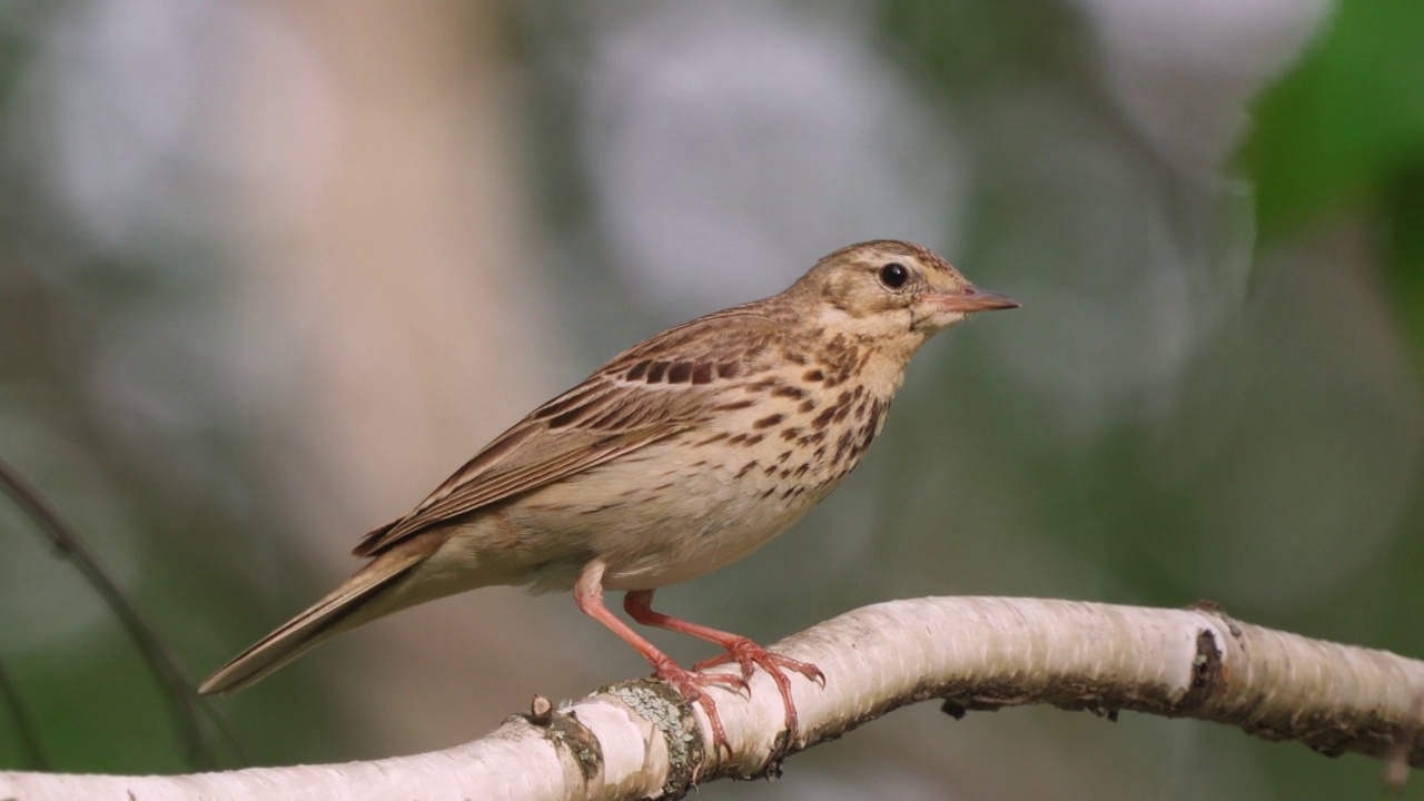 在一个阳光明媚的夏日傍晚，鸟树鹨(Anthus trivialis)栖息在一棵树的树枝上。视频素材