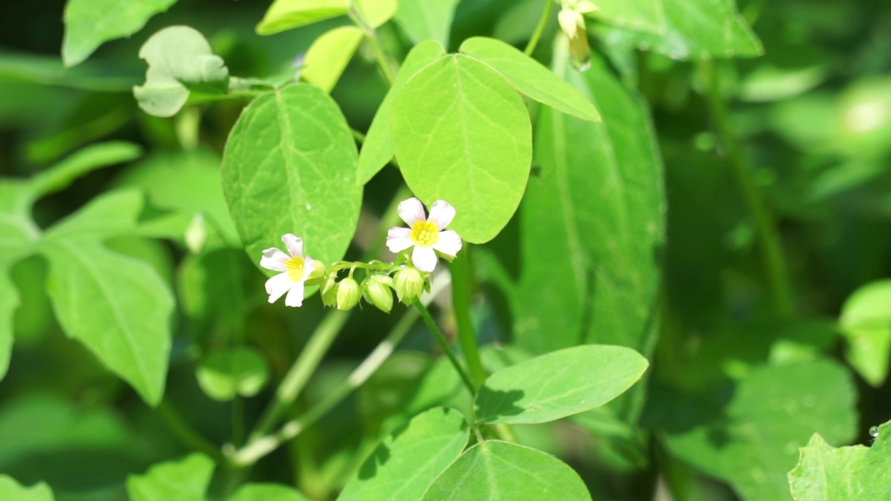 具有自然背景的草食植物(Calincing)。印尼人称之为calincing或bllimbingan视频素材