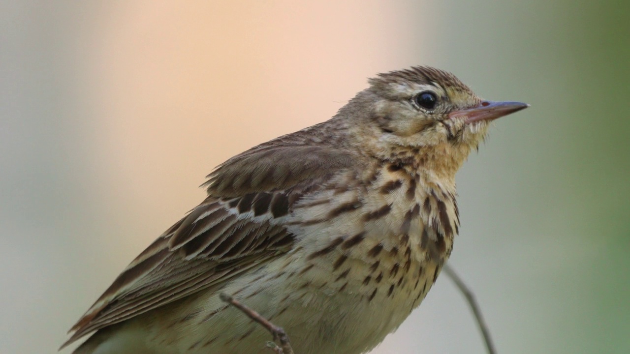 树鹨(Anthus trivialis)栖息在树枝上，在一个阳光明媚的夏日傍晚歌唱。视频素材