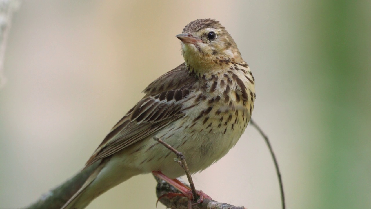 树鹨(Anthus trivialis)栖息在树枝上，在一个阳光明媚的夏日傍晚歌唱。视频素材