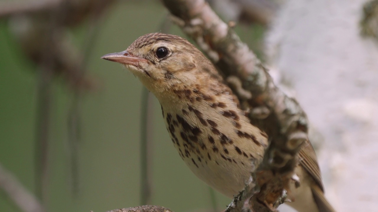 树鹨(Anthus trivialis)栖息在树枝上，在一个阳光明媚的夏日傍晚歌唱。视频素材