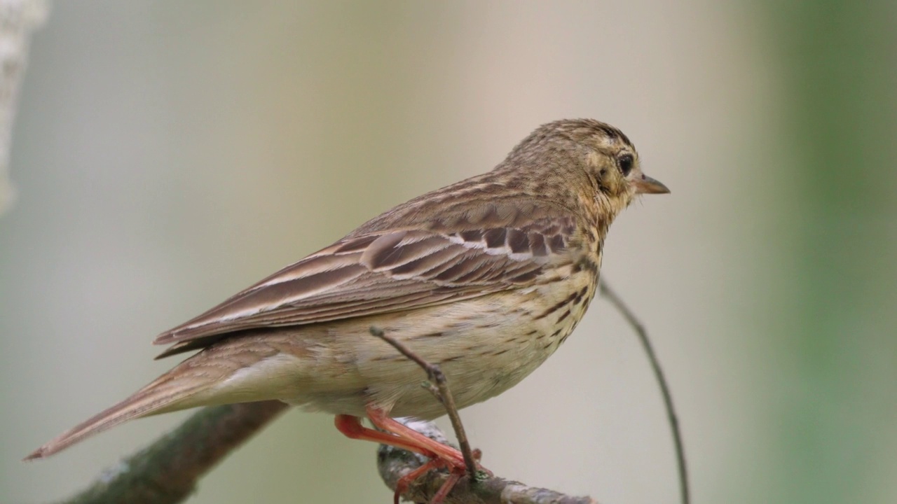 树鹨(Anthus trivialis)栖息在树枝上，在一个阳光明媚的夏日傍晚歌唱。视频素材