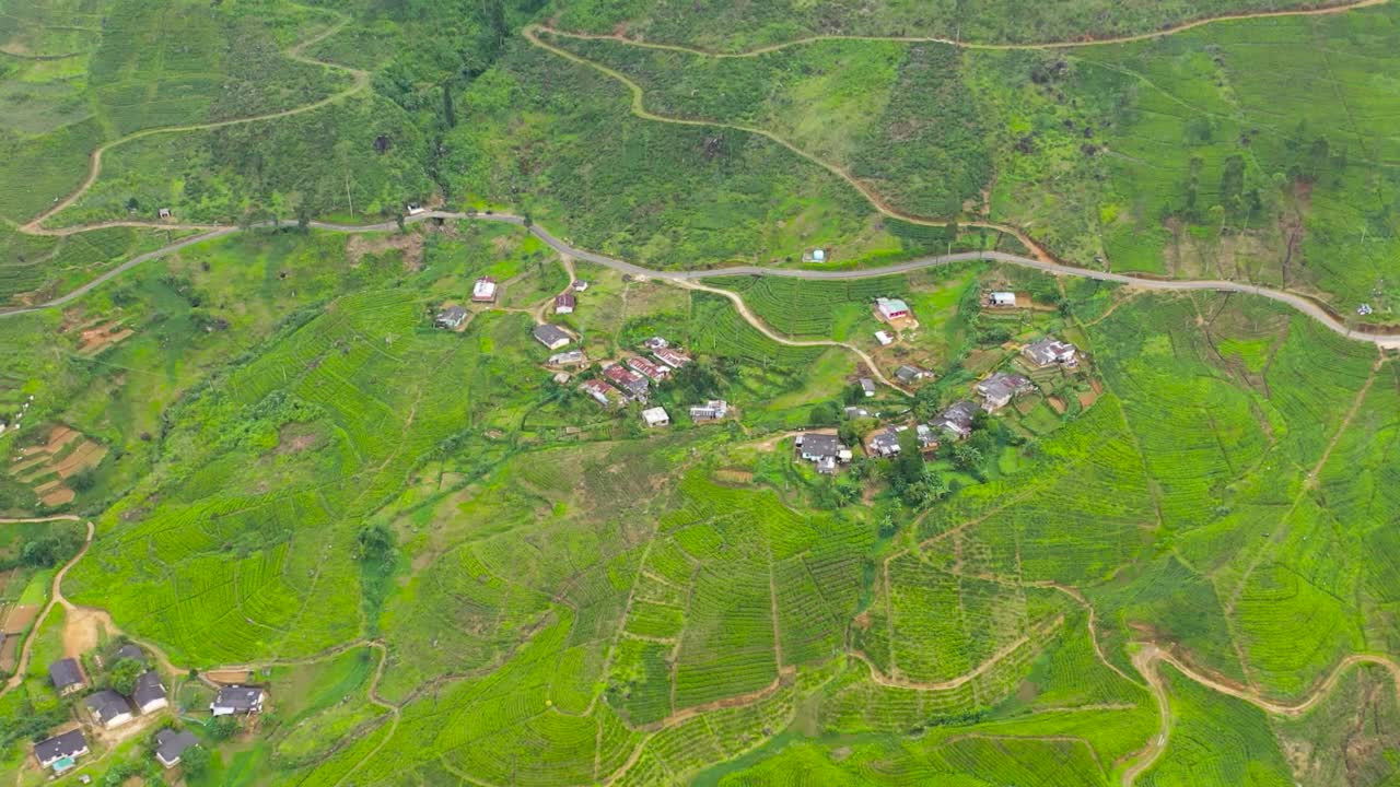 斯里兰卡山区的绿茶种植园。视频素材