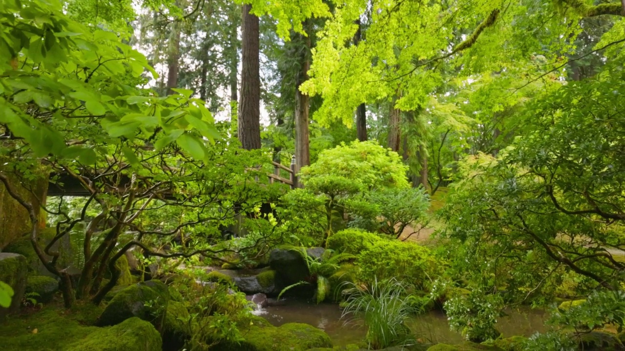 华丽的日本花园。镜头在绿色植物之间移动到小溪和桥，背景是夕阳视频素材