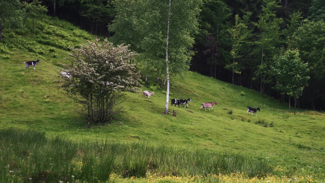 阳光明媚的日子里，一小群山羊在草地上爬行视频素材