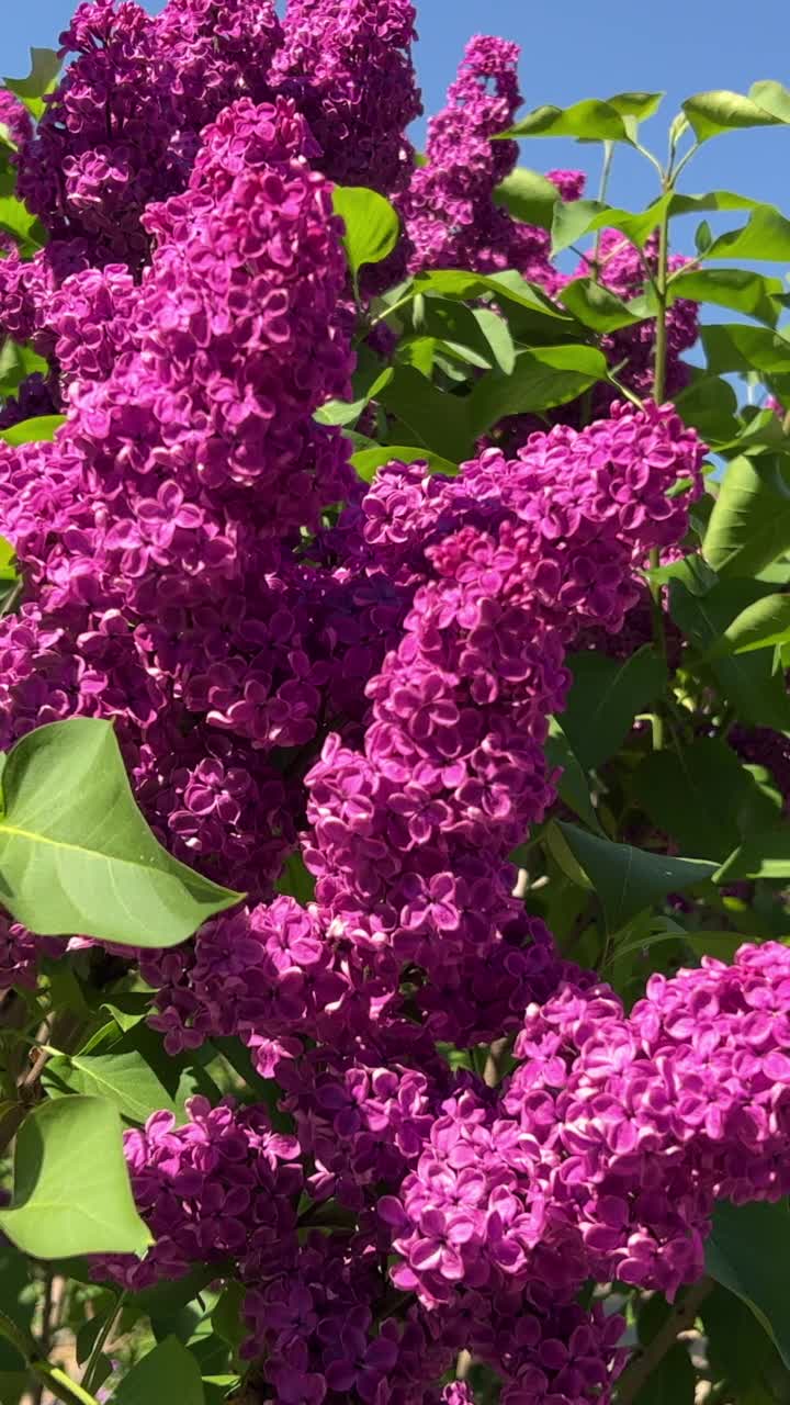 夏日灌木上盛开的丁香花视频素材