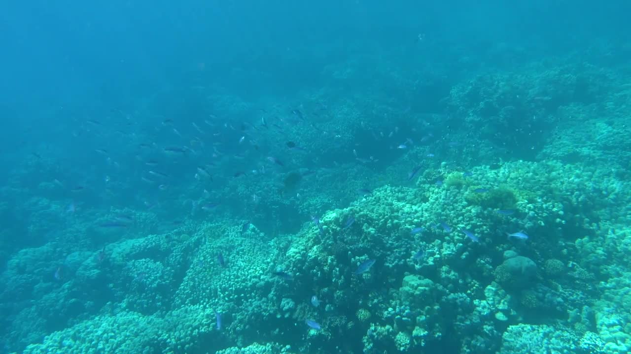 美丽的鱼在红海的珊瑚礁。视频素材