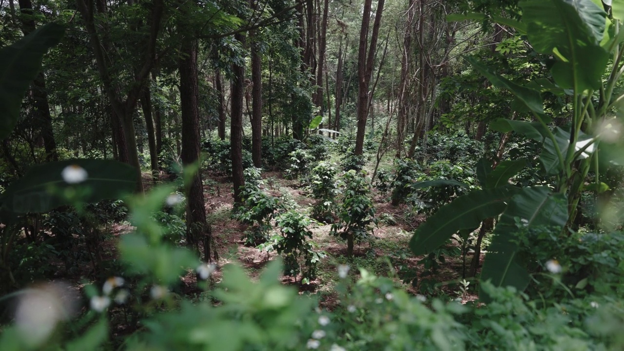 阿拉比卡咖啡的广角景观青豆生长在海拔1400-1500米的高海拔山地，生长在森林中的松树下视频素材