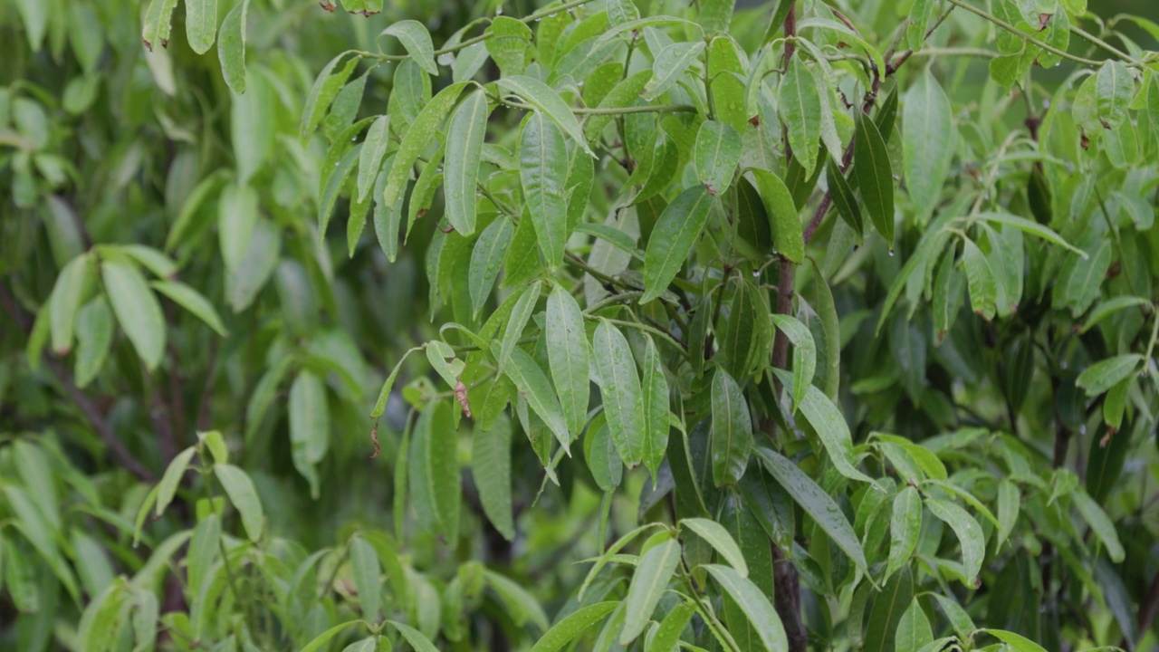 树上的绿叶被雨后的雨滴覆盖着。视频素材