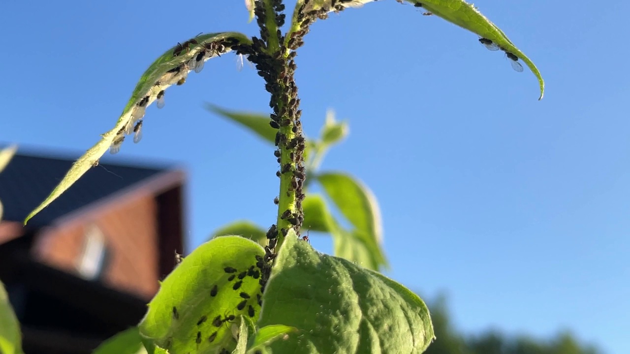 一群黑蚜虫在苹果嫩枝上，由蚂蚁携带视频素材