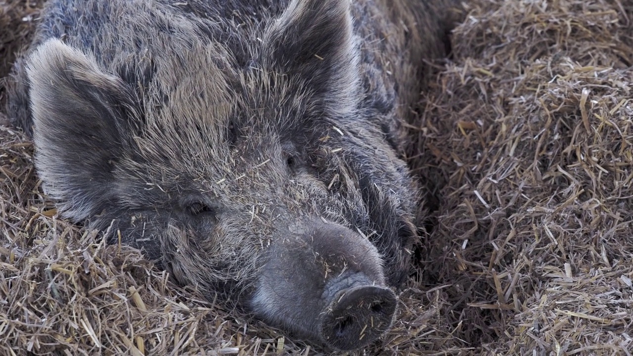 野猪(Sus scrofa)躺在稻草上视频素材