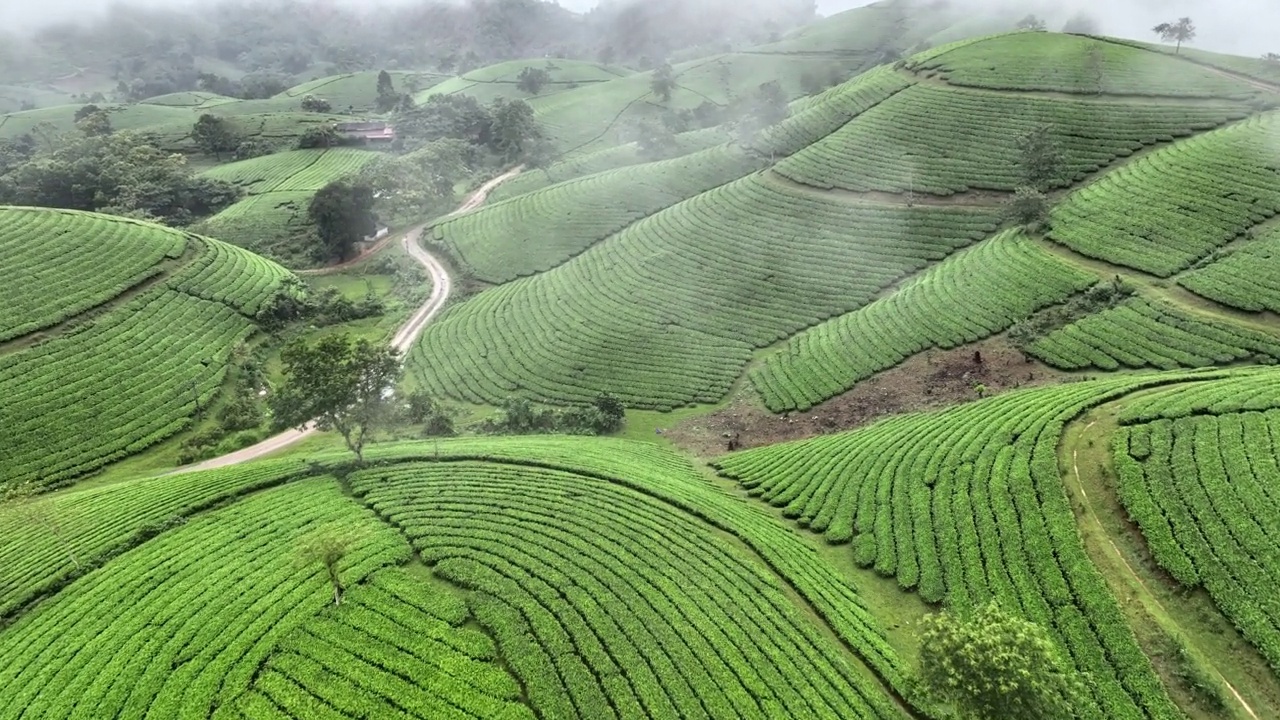 在越南北部的富寿省龙寇克(Long Coc)，在山上的茶园梯田上飞行的无人机镜头视频素材