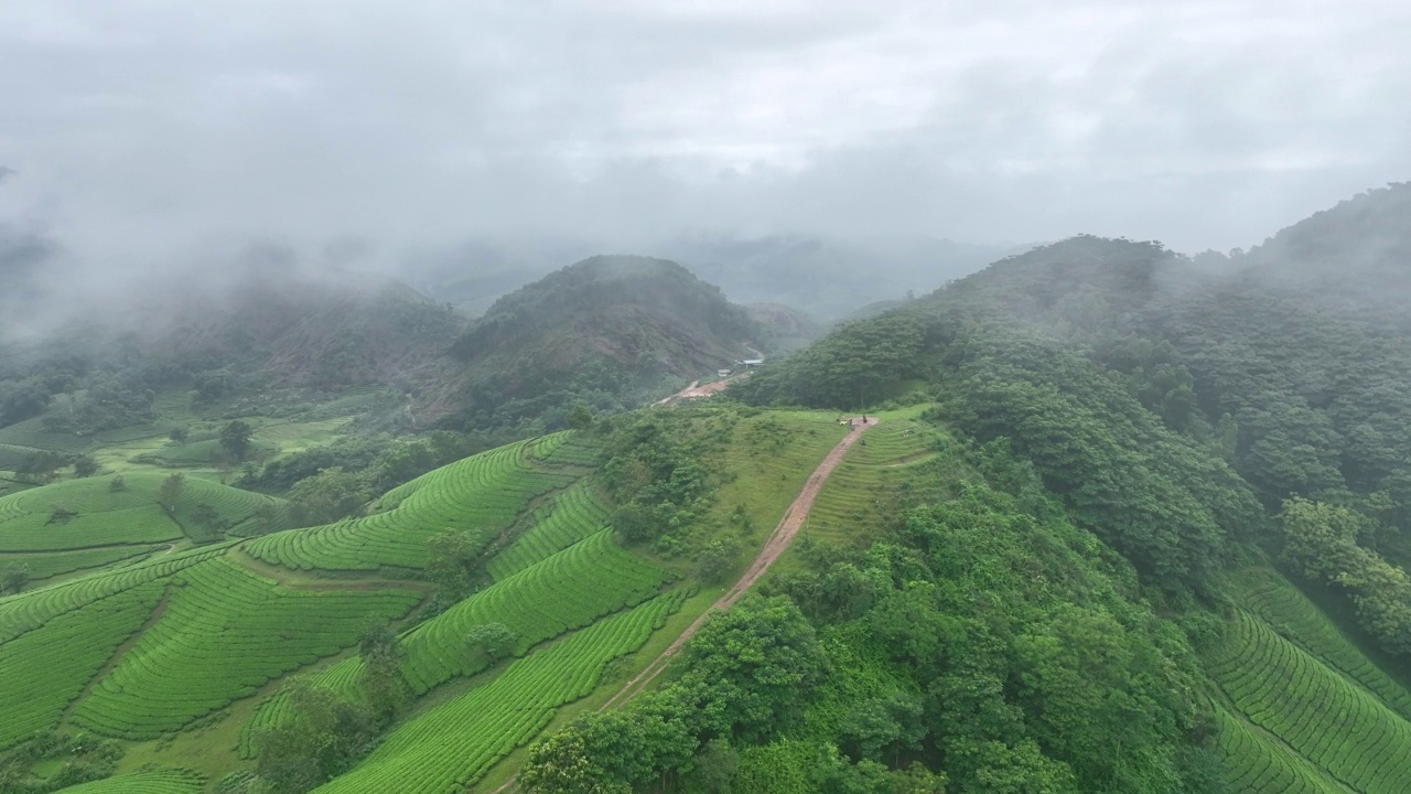 在越南北部的富寿省龙寇克(Long Coc)，在山上的茶园梯田上飞行的无人机镜头视频素材