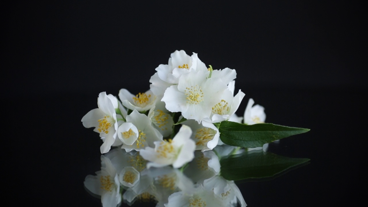 枝头盛开着芬芳的白色茉莉花视频素材