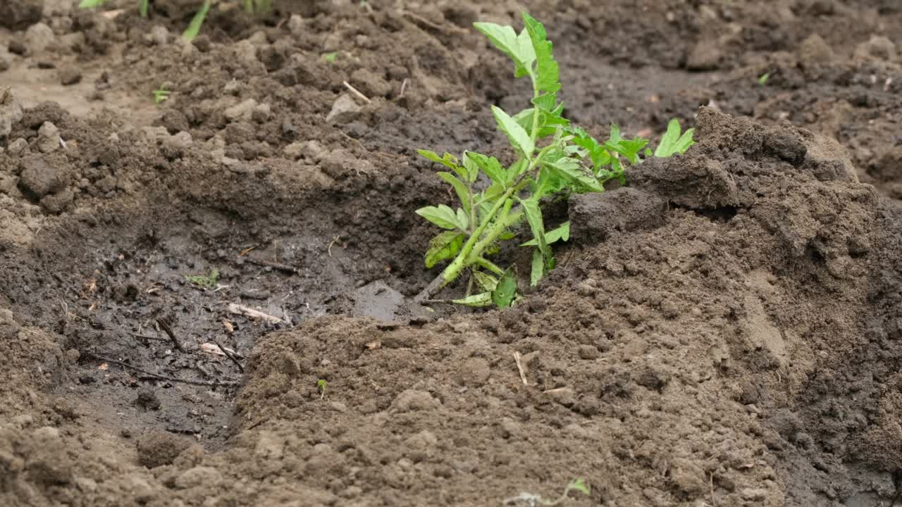 男性种植番茄幼苗。农夫在菜园里种西红柿时的双手。Сoncept种植蔬菜，农业，播种，非转基因。农场业务特写视频素材