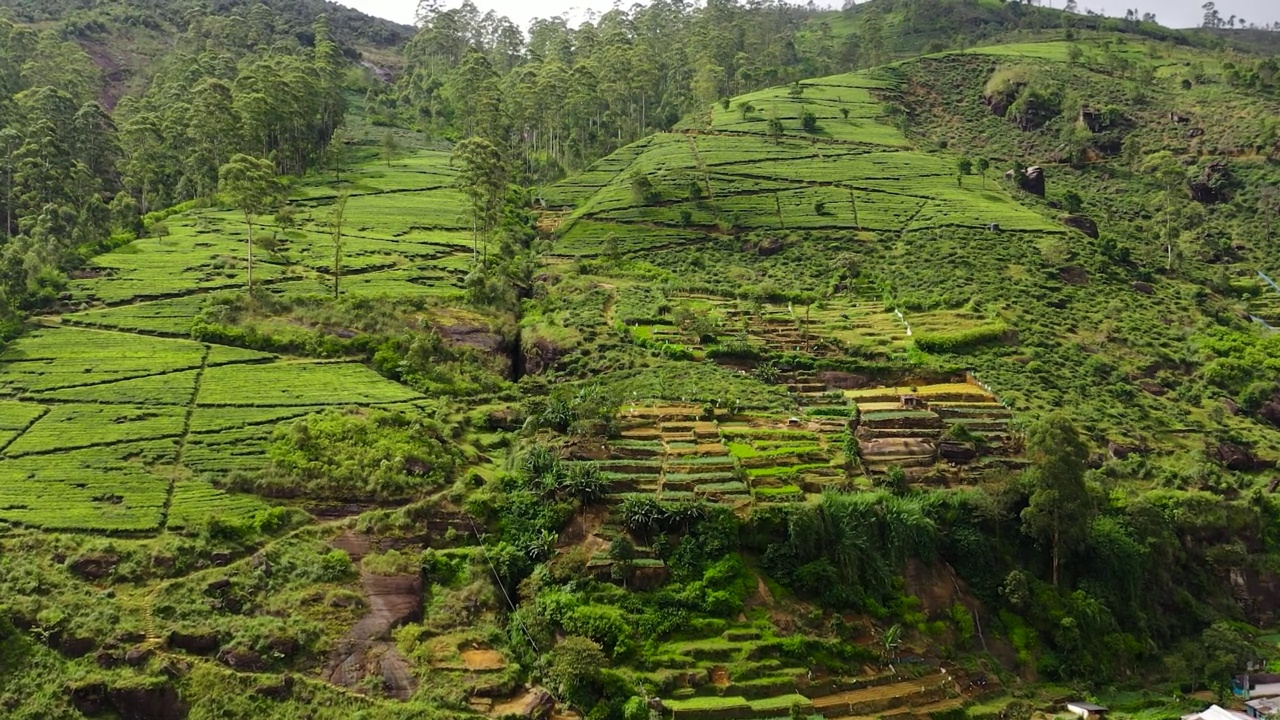 斯里兰卡的茶园。高山茶园。视频素材