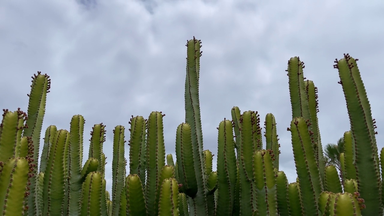 仙人掌植物在多云的天空背景。视频素材