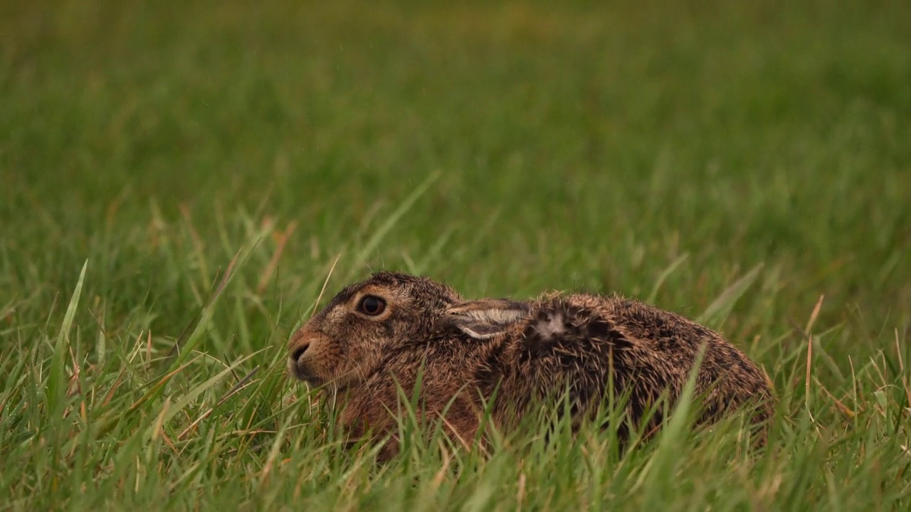 草地上的欧洲野兔(Lepus europaeus)视频素材