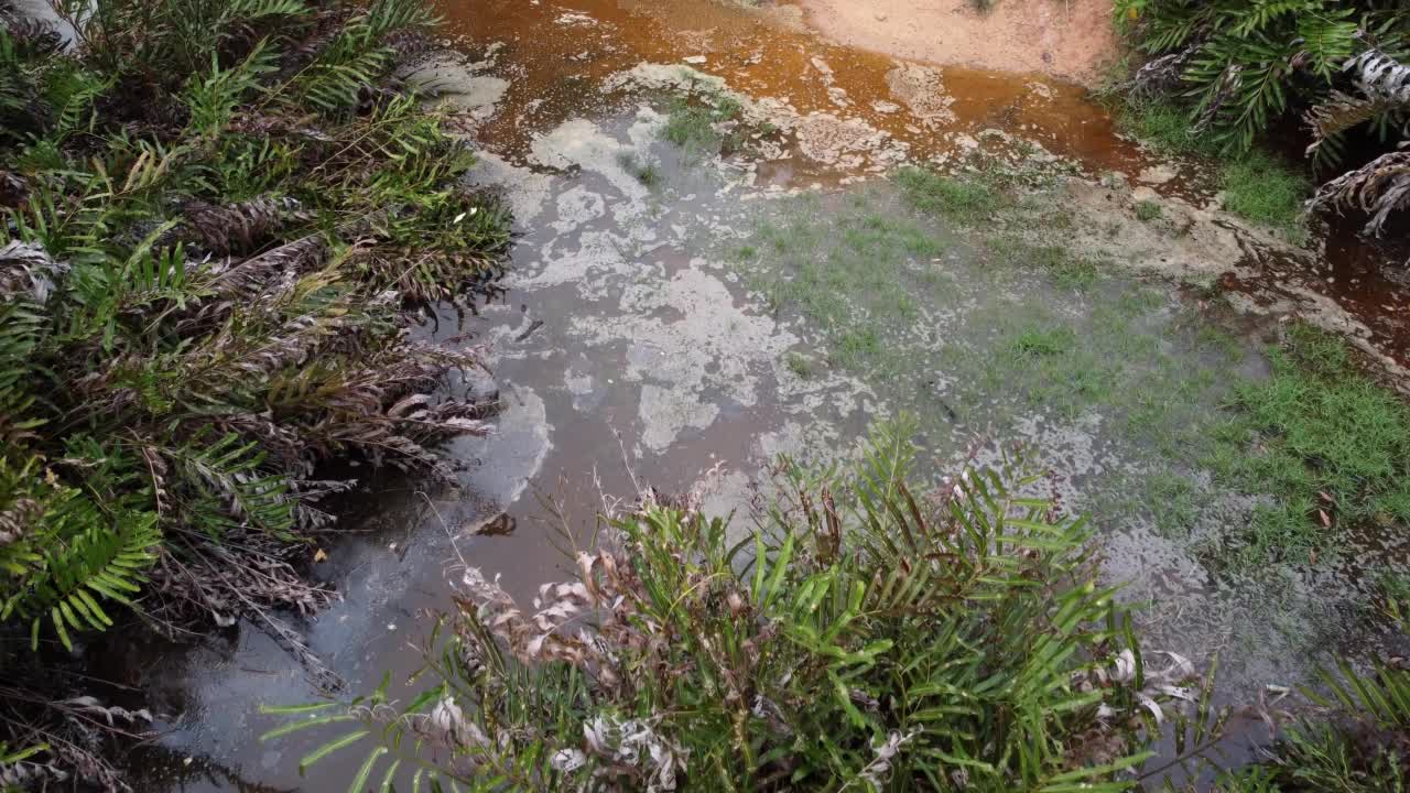 无人机拍摄到苍鹭搜寻食物视频素材