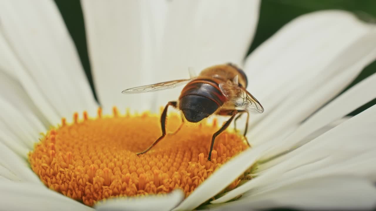 蜜蜂在甘菊上采集花蜜。甘菊在风中摇曳，慢镜头。视频素材