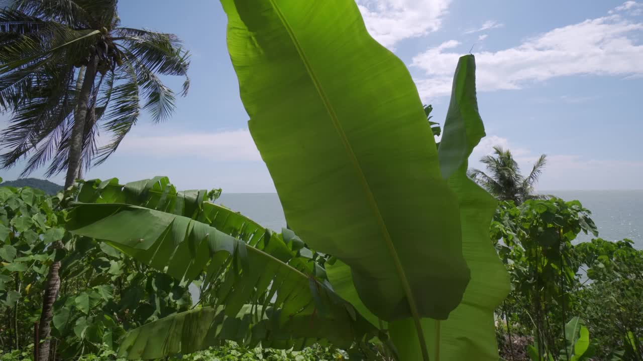 旋转跟踪青香蕉叶视频素材