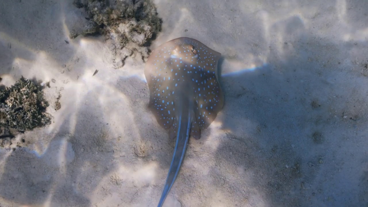 甜蜜的泻湖雷视频素材