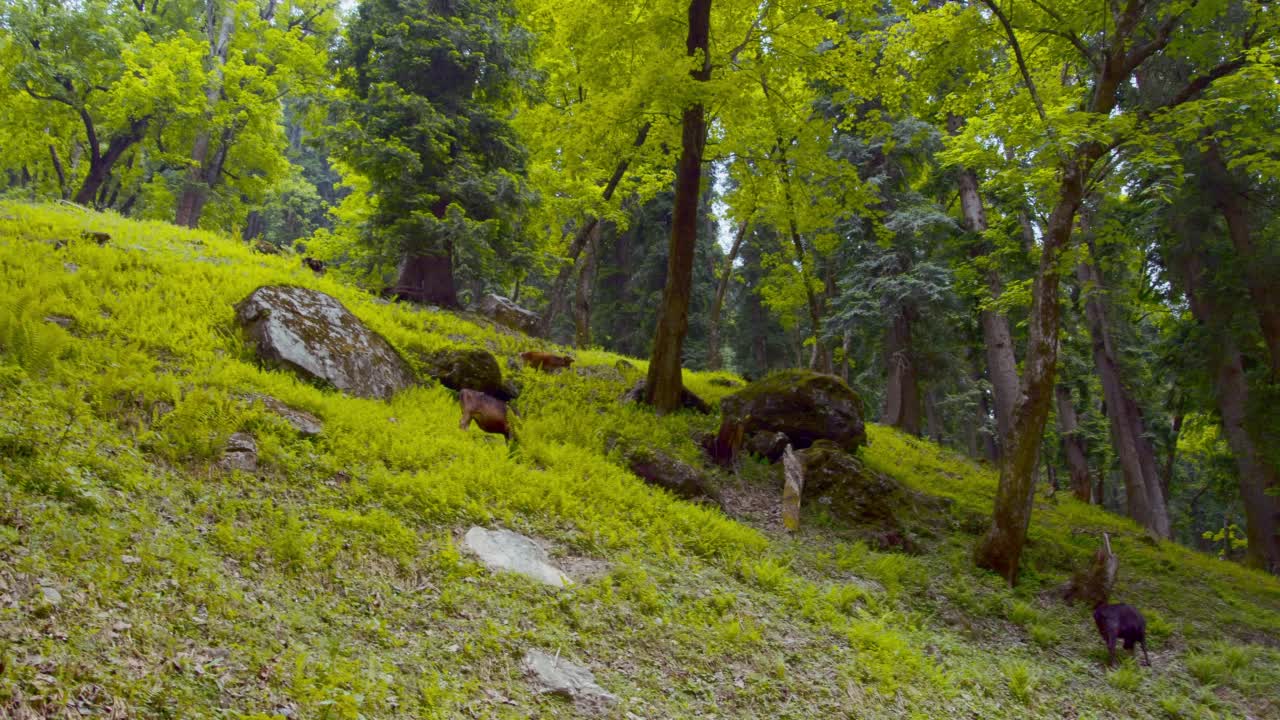 风景如画的山景视频素材