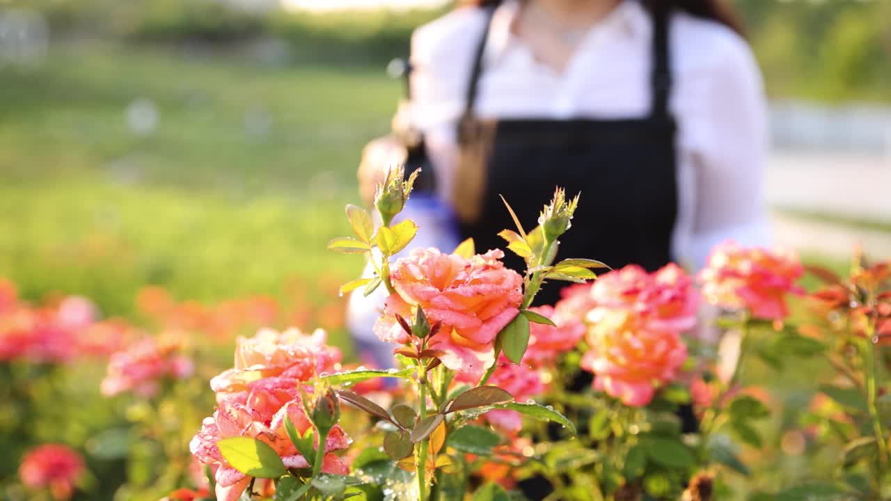 用洒水器浇灌花园花卉视频素材