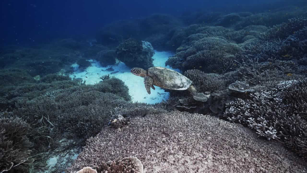 海龟珊瑚海视频下载