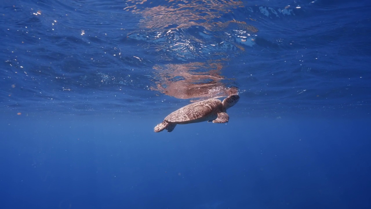 海龟浮视频下载