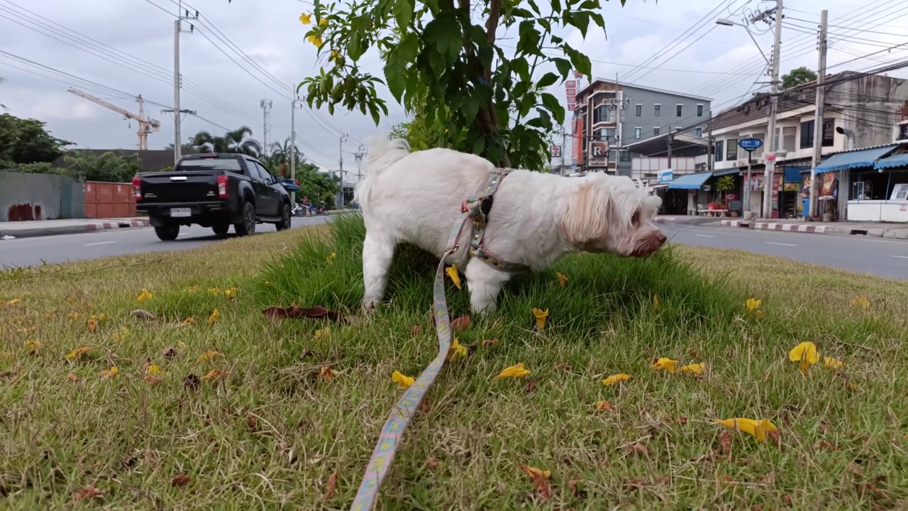 狗视频素材