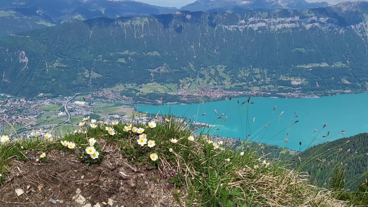 Schynige Platte美丽的夏日风景。视频素材