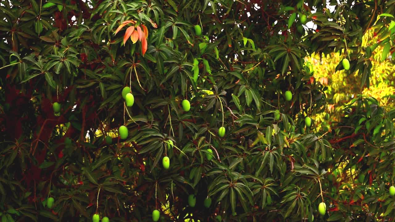 在印度马哈拉施特拉邦，芒果果实挂在树上，种植芒果，视频素材