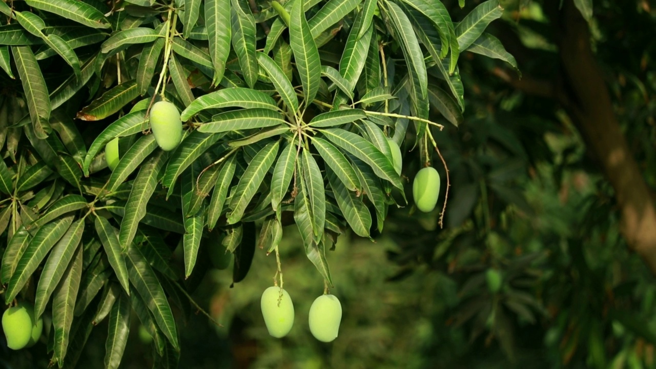 大生芒果挂在夏季果园的树枝上，农业芒果，许多芒果果实挂在芒果树上，凯萨克里园视频素材