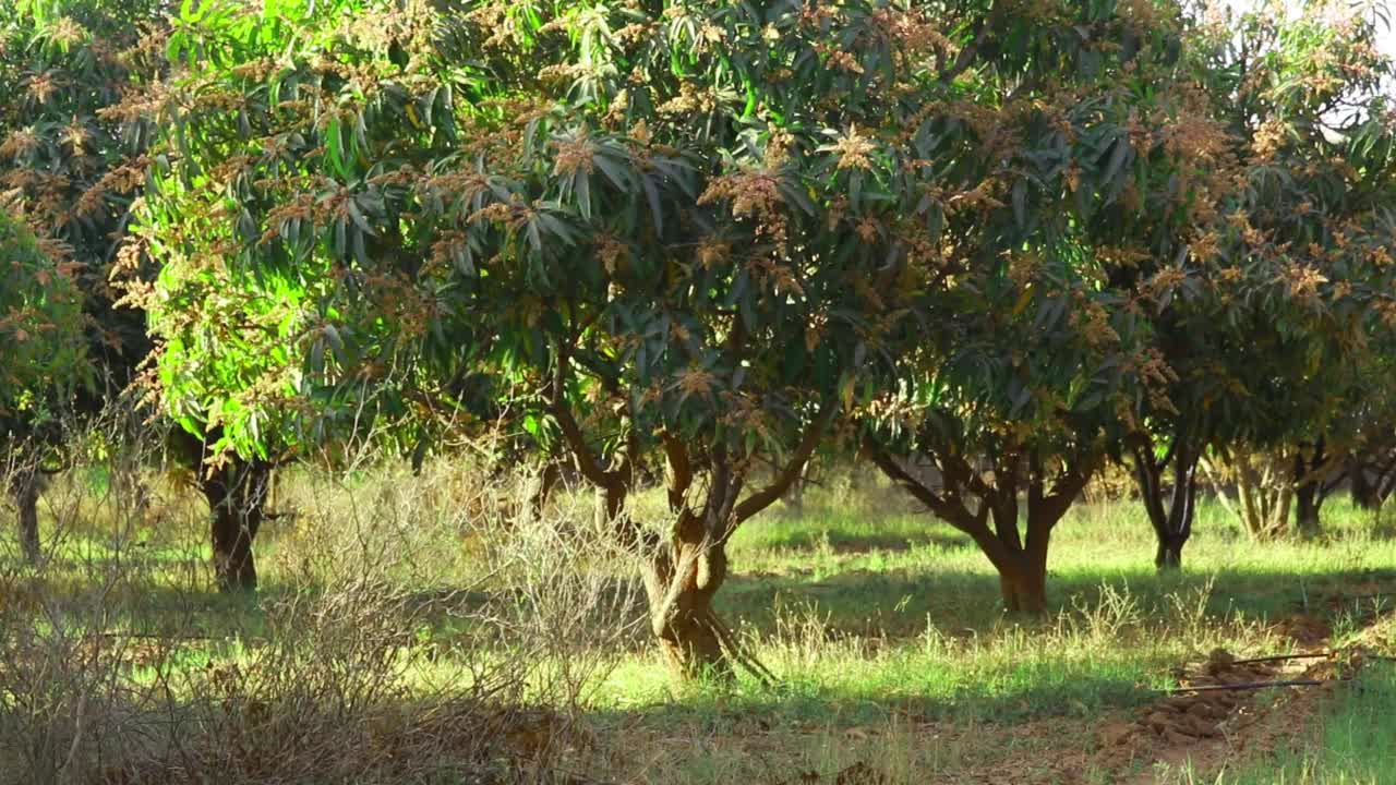 芒果园、芒果园和蓝天，一支支的芒果花视频素材