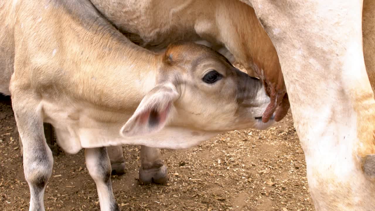 小牛用母亲的乳房喂养的农村农场概念视频素材